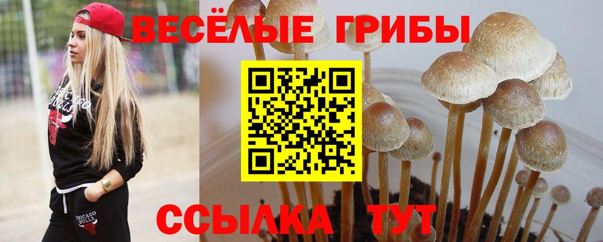 Малоярославец  наркотики  Вход с VPN  Псилоцибиновые грибы прущие грибы 